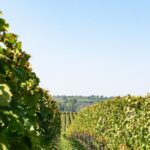 Dubrovnik Private Walking Tour and Wine - The wine tasting experience