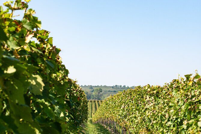 Dubrovnik Private Walking Tour and Wine - The wine tasting experience