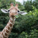 Dunstable: Whipsnade Zoo Full-Day Entrance Ticket - Navigating the Day