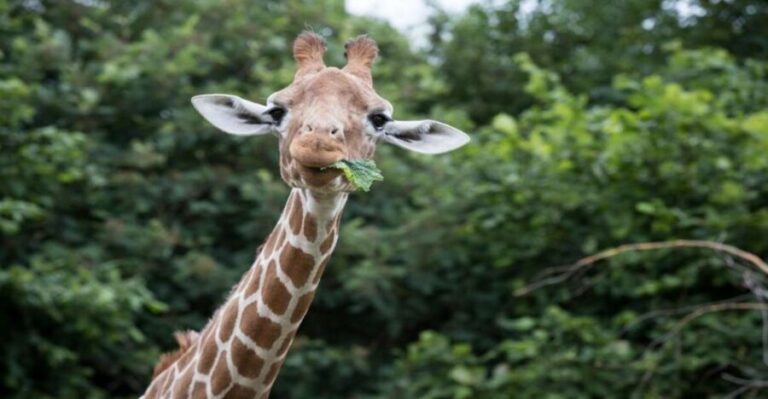 Dunstable: Whipsnade Zoo Full-Day Entrance Ticket - Navigating the Day