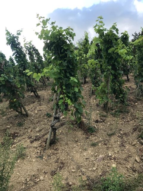 DUO PARENTS CHILDREN WINE CÔTE-RÔTIE TOUR VISIT - The Experience and Atmosphere