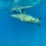E-Scooter Snorkel With Photo and Video At Turtle Town - The Itinerary: What to Expect