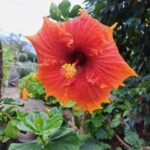 EAST MADEIRA:,Peaks, Forest walk,Thatched Roofs, Rum factory - What’s Included and What’s Not