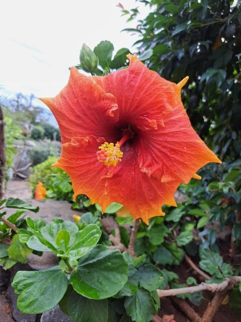 EAST MADEIRA:,Peaks, Forest walk,Thatched Roofs, Rum factory - What’s Included and What’s Not