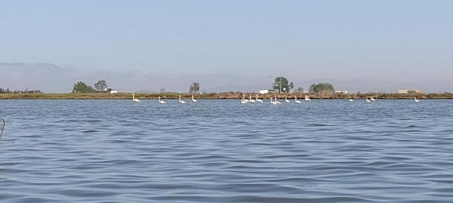 Ebro Delta: Self-guided tour to the Sant Joan Tower - Key Points