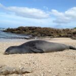 Eco-adventure friendly Aloha Island Tour - What Travelers Are Saying