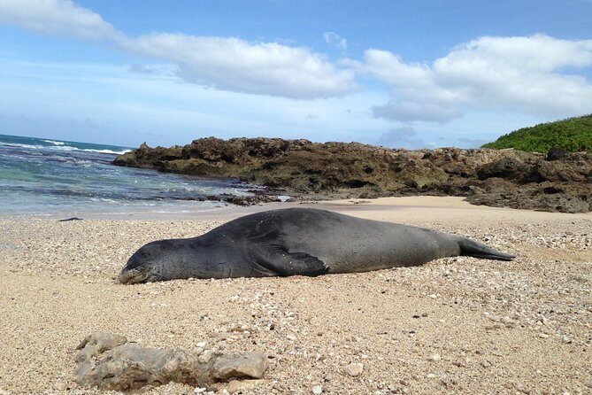 Eco-adventure friendly Aloha Island Tour - What Travelers Are Saying