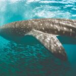 Eco Whale Shark Encounter - The Return and Isla Mujeres Visit