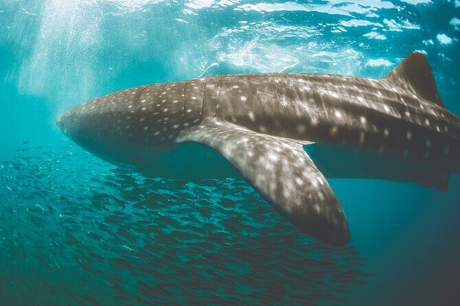 Eco Whale Shark Encounter - The Return and Isla Mujeres Visit