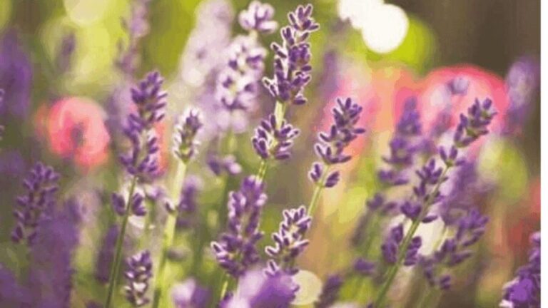 Ecoherbes - Guided Visit to the botanical garden - What to Expect During the Tour