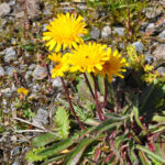 EDIBLE SPONTANEOUS PLANTS - What You’ll Actually Do on the Tour