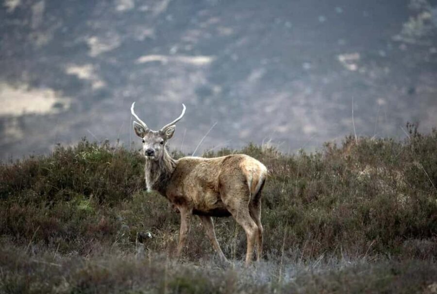 Edinburgh: Pitlochry Highland Wildlife and Doune Castle tour - An overview of what youll experience