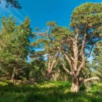 Edinburgh: Scottish Highlands Walking Day Tour with Guide - Who Is This Tour Best For?