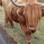 Edinburgh: Stirling, Highlands, Loch Ness, Mull 5-Day Tour - A Closer Look at the 5-Day Itinerary