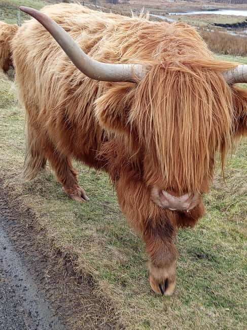 Edinburgh: Stirling, Highlands, Loch Ness, Mull 5-Day Tour - A Closer Look at the 5-Day Itinerary