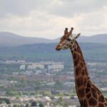 Edinburgh Zoo Entrance Ticket - Practical Tips for Visiting Edinburgh Zoo
