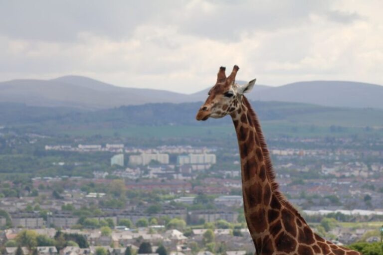 Edinburgh Zoo Entrance Ticket - Practical Tips for Visiting Edinburgh Zoo