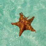 El cielo Cozumel From Cancún and round Transfer with Lunch - The Downsides to Consider