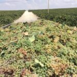 El Puerto de Santa María Winery and Tasting - The Heart of the Experience: The Wine and Sherry Tasting