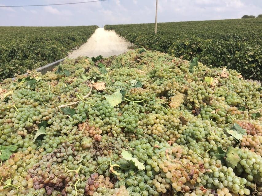 El Puerto de Santa María Winery and Tasting - The Heart of the Experience: The Wine and Sherry Tasting