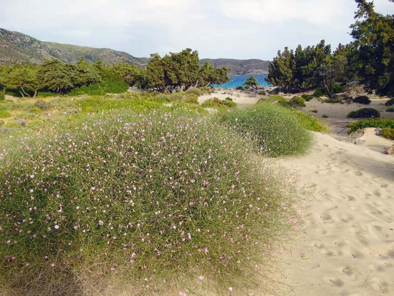 Elafonisi Bay - PINK COLOR SAND BEACH - Who Is This Tour Best For?