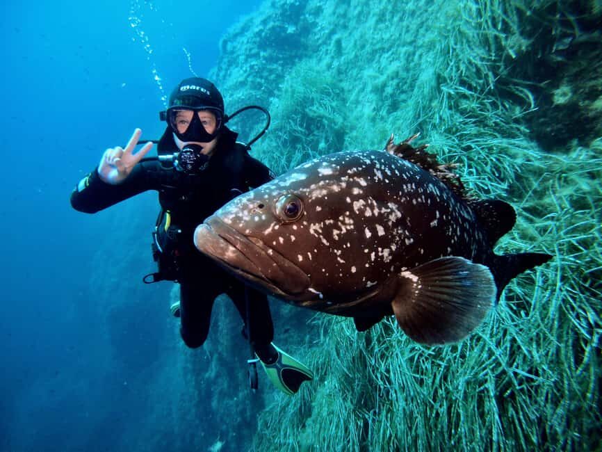 Elba Island: Scuba Diving Experience with Boat Tour - The Itinerary Breakdown: What You’ll Do