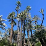 Elche: Entry Ticket Huerto del Cura National Artistic Garden - What Will You See and Experience?