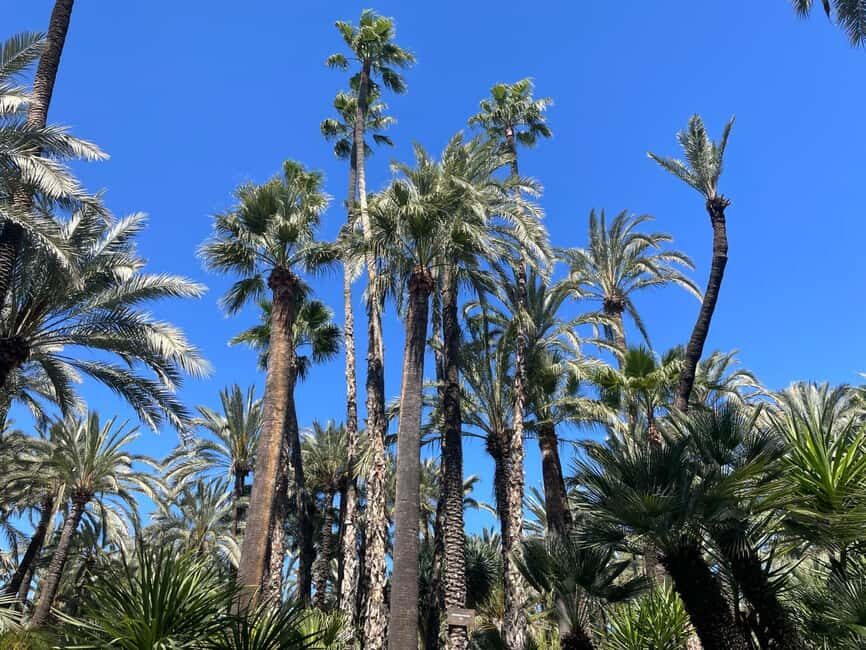 Elche: Entry Ticket Huerto del Cura National Artistic Garden - What Will You See and Experience?