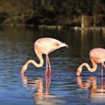 Electric bike excursion in Camargue - The Experience in Detail