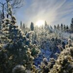 Electric Snow Scooters Tour - Who Will Enjoy This Tour?