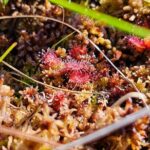 emeri Bogs Adventure: Explore Wetlands In Bog Shoes - The Pros and Cons