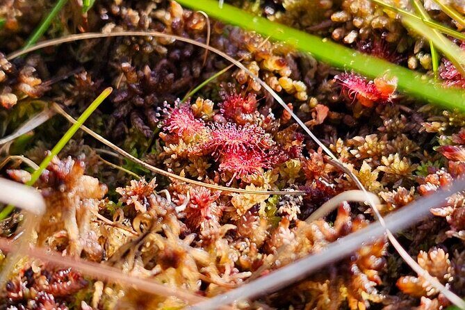 emeri Bogs Adventure: Explore Wetlands In Bog Shoes - The Pros and Cons