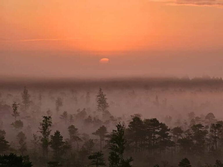 emeri Great Bog With Optional Sunrise & Jrmala Visit - An In-Depth Look at the Great Kemeri Bog Tour
