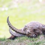 Engadine: Ibex up close  Wildlife photo tour in spring - The Experience in Detail