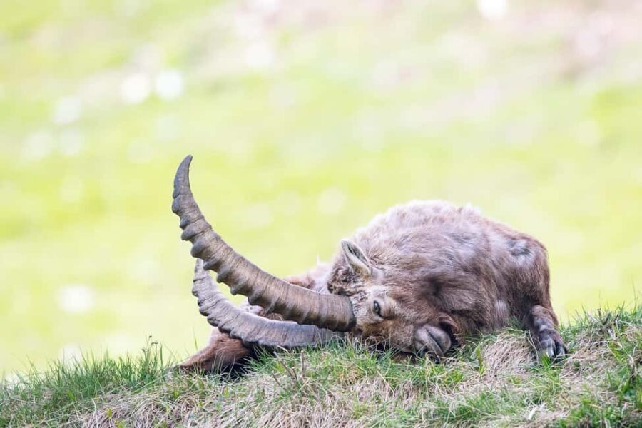 Engadine: Ibex up close  Wildlife photo tour in spring - The Experience in Detail