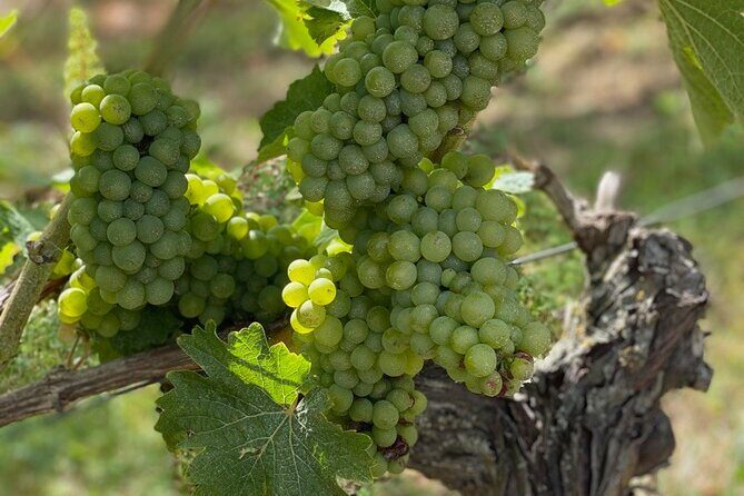 English Speaking Loire Winery Tours pickup from Amboise or Tours - What Do Past Guests Say?