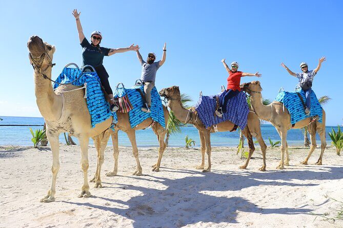 ENJOY UNIQUE CAMEL RIDE in Puerto Morelos with Transportation - How Do Travelers Feel About It?