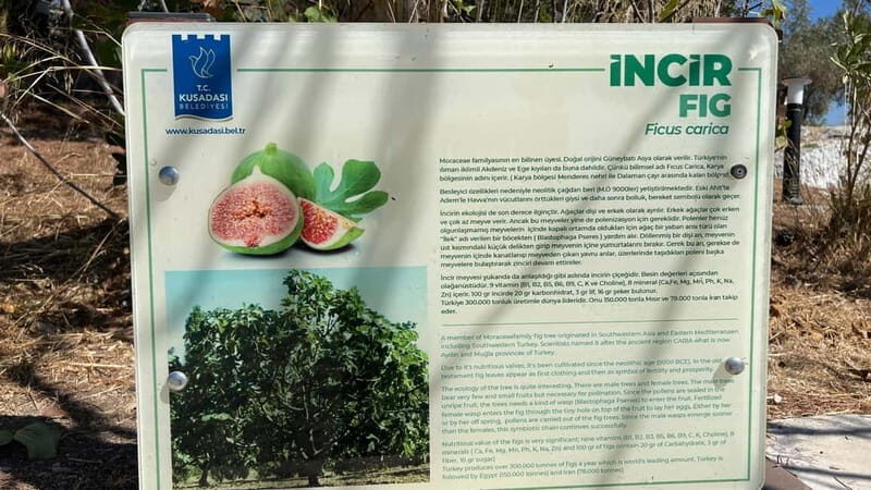 Ephesus tours wholesalerShopTours from cruise port Kusadasi - What to Expect at Each Stop