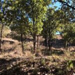 Epic MTB ride at Guadalajara forest. - The Trail Experience: What You Can Expect