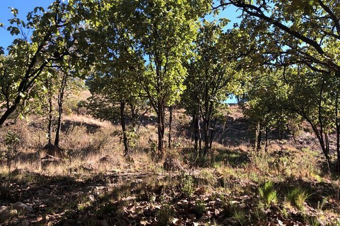 Epic MTB ride at Guadalajara forest. - The Trail Experience: What You Can Expect