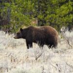 Epic Yellowstone Private Tour - What Travelers Say