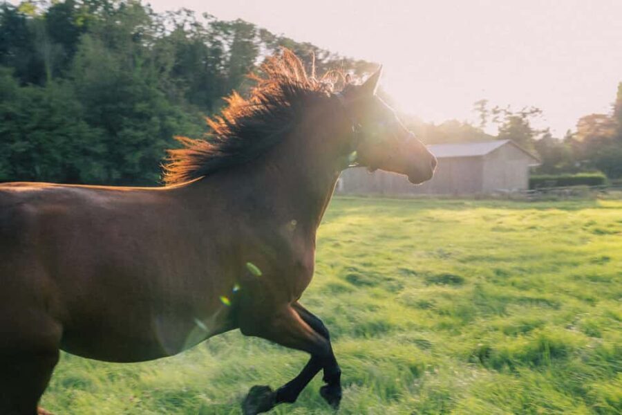 Equicoaching - experience the connection with horses in Normandy - The Experience Breakdown