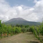 Ercolano vineyards, view cellar wine tasting and brunch - The Experience in Detail: What to Expect from Start to Finish