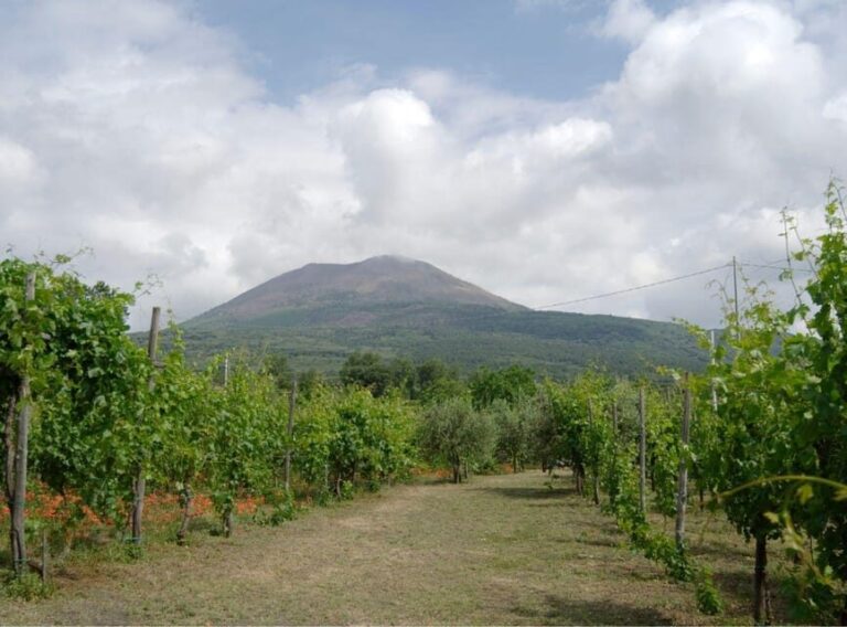 Ercolano vineyards, view cellar wine tasting and brunch - The Experience in Detail: What to Expect from Start to Finish