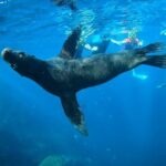Espiritu Santo Island and sea lions - Who Should Consider This Tour?
