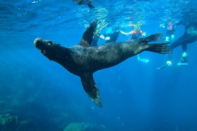 Espiritu Santo Island and sea lions - Who Should Consider This Tour?