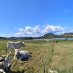 Essence of Hungarian Rural Beauty: 5 Hour Balaton Private Tour - Detailed Breakdown of the Itinerary