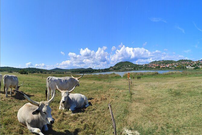 Essence of Hungarian Rural Beauty: 5 Hour Balaton Private Tour - Detailed Breakdown of the Itinerary