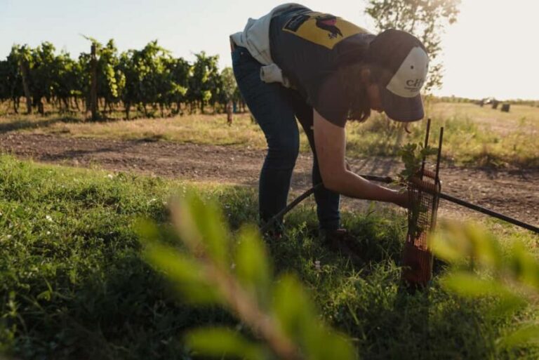 Estate tour and tasting - A Close Look at the Experience