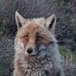 Etna and surroundings - Craters Silvestri of Mount Etna: Walking Through History